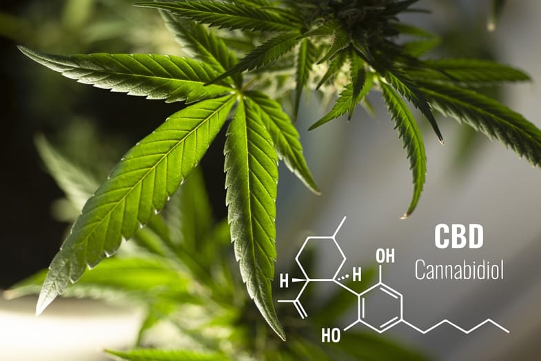 Cannabidiol formula | Justbob