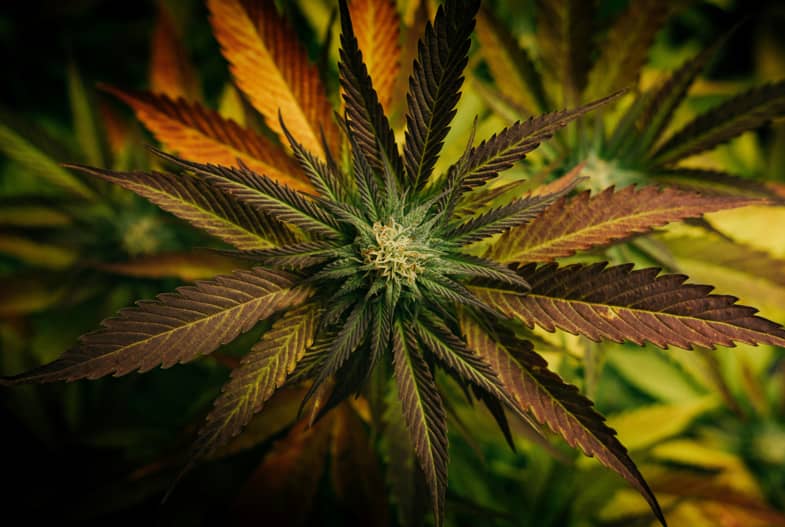 Cannabis bud | Justbob