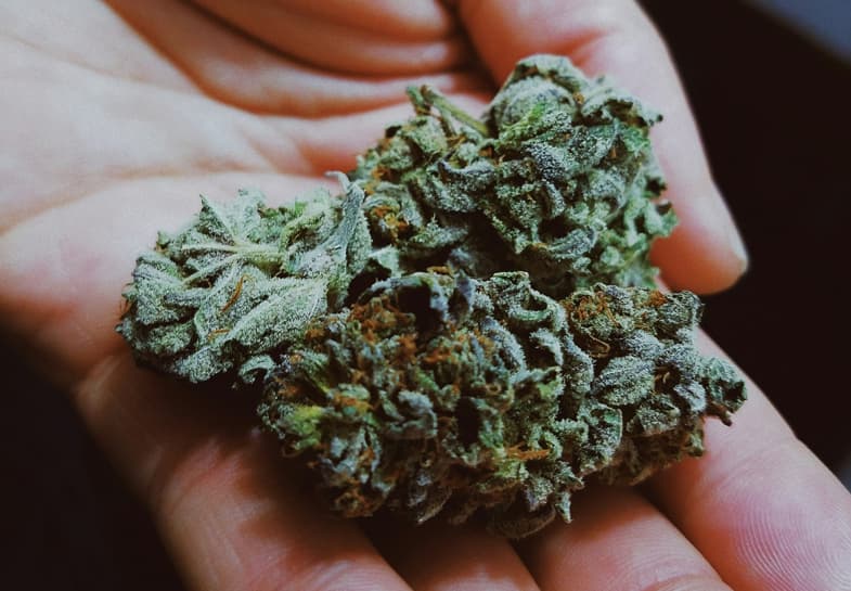 Cannabis buds on the hand of a man | Justbob