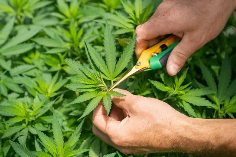cannabis leaves are trimmed with small scissors during the harvest | Justbob