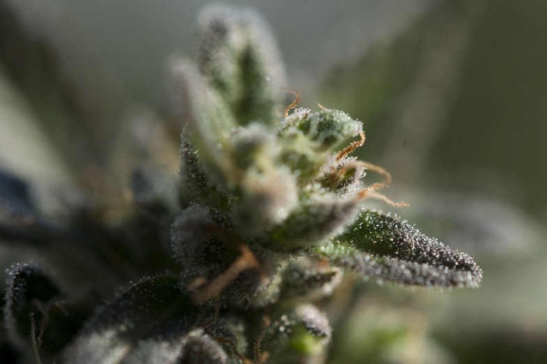 Cannabis trichomes | Justbob