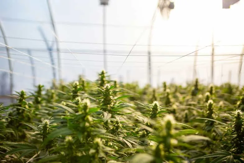 hemp plants | just bob