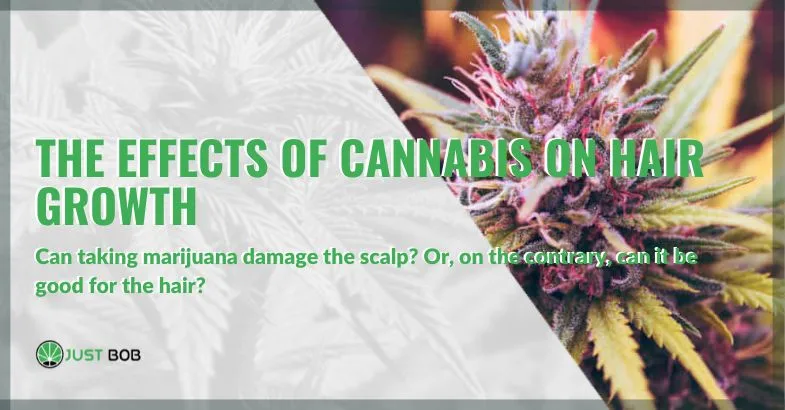 The effects of cannabis on hair growth | Justbob