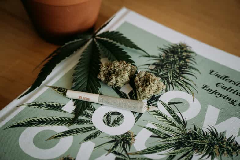cannabis and weed | just bob 