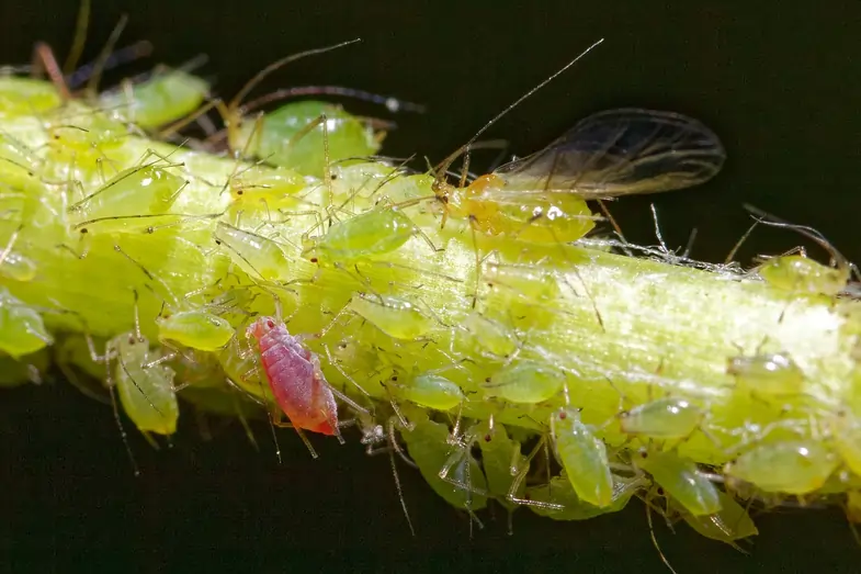 Aphids swarming on the stem of a plant | Justbob