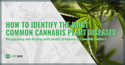 How to identify the most common cannabis plant diseases | Justbob