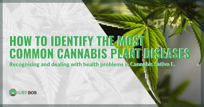 How to identify the most common cannabis plant diseases | Justbob