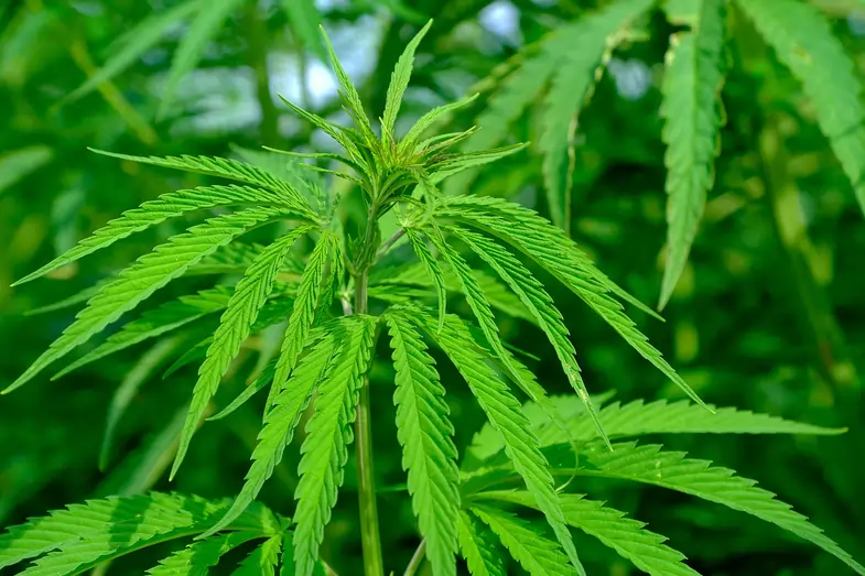 Photo of a lush hemp plant | Justbob