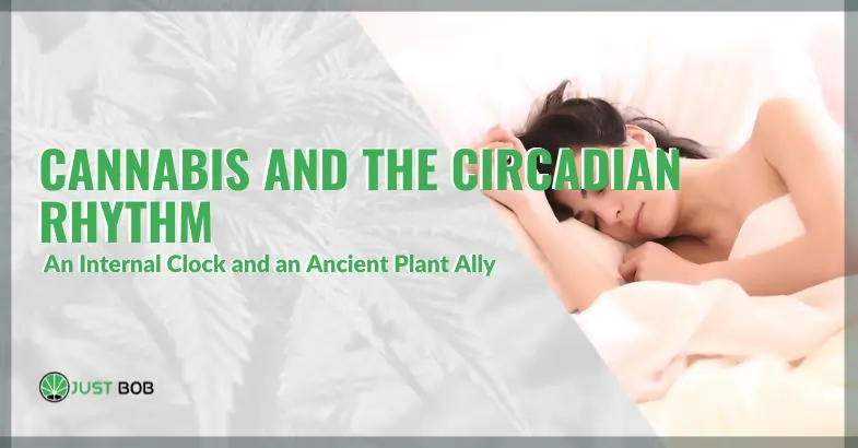 Cannabis and the circadian rhythm: a surprising connection | Justbob