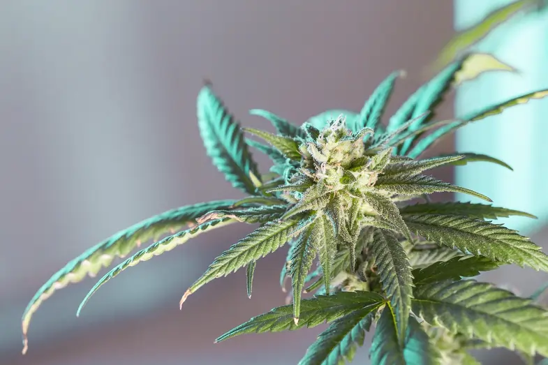 Cannabis plant flower | Justbob