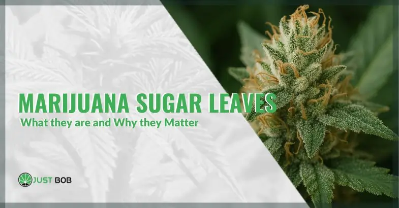 Marijuana Sugar Leaves: What they are and Why they Matter | Justbob