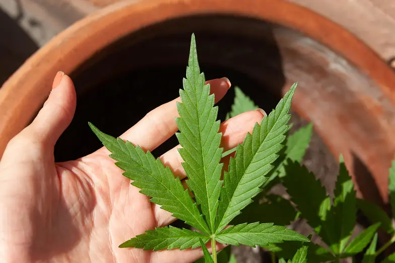Typical cannabis leaf | Justbob