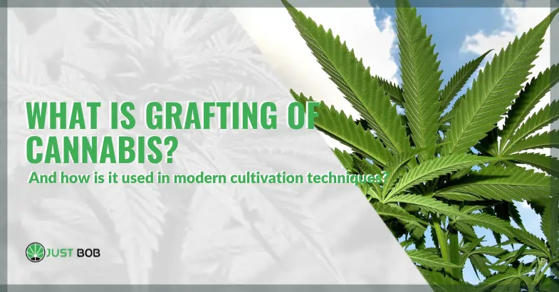 Grafting of cannabis | JustBob
