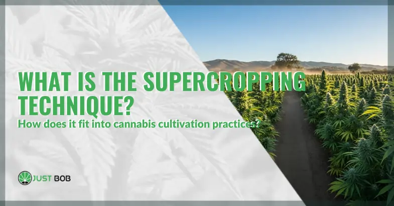 What is supercropping and how does it fit into cannabis cultivation practices | Justbob