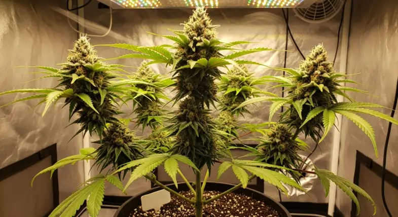 Marijuana plant in a greenhouse | Justbob