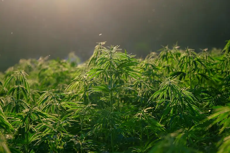 legal-cannabis-plants-cultivation Photo of a field cultivated with legal hemp plants | Justbob
