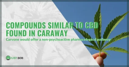 Anticonvulsant compounds similar to CBD have been discovered in caraway | Justbob