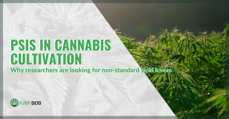PSIS in cannabis cultivation | Justbob