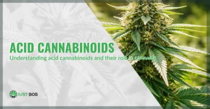 Understanding acid cannabinoids and their role in cannabis | Justbob