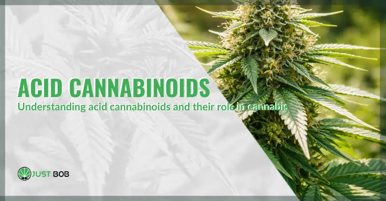 Understanding acid cannabinoids and their role in cannabis | Justbob