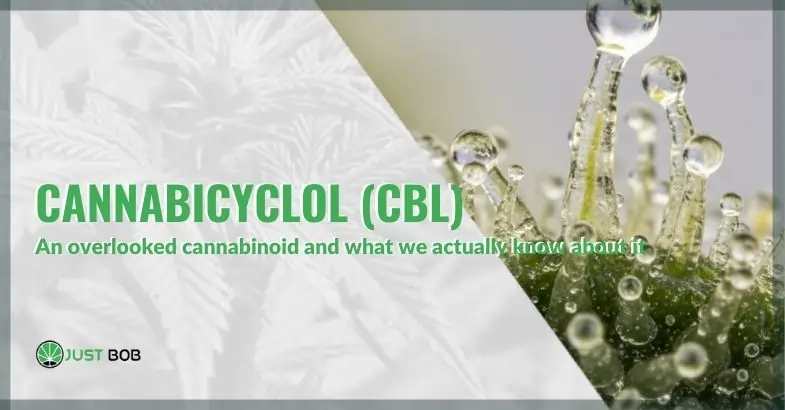 Cannabicyclol (CBL): an overlooked cannabinoid and what we actually know about it | Justbob