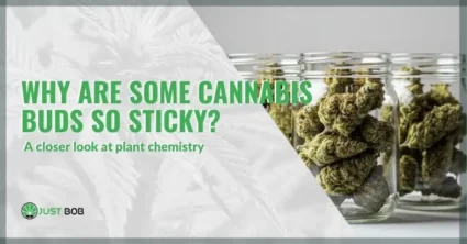 Why are some cannabis buds so sticky? A closer look at plant chemistry | Justbob
