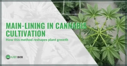 Main-lining in cannabis cultivation and how this method reshapes plant growth | Justbob