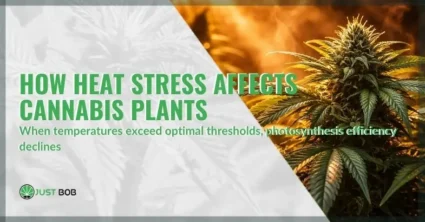How heat stress affects cannabis plants and what growers do to prevent damage | Justbob