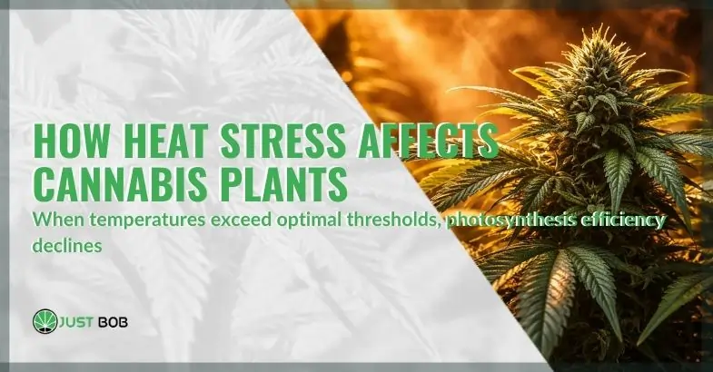 How heat stress affects cannabis plants and what growers do to prevent damage | Justbob