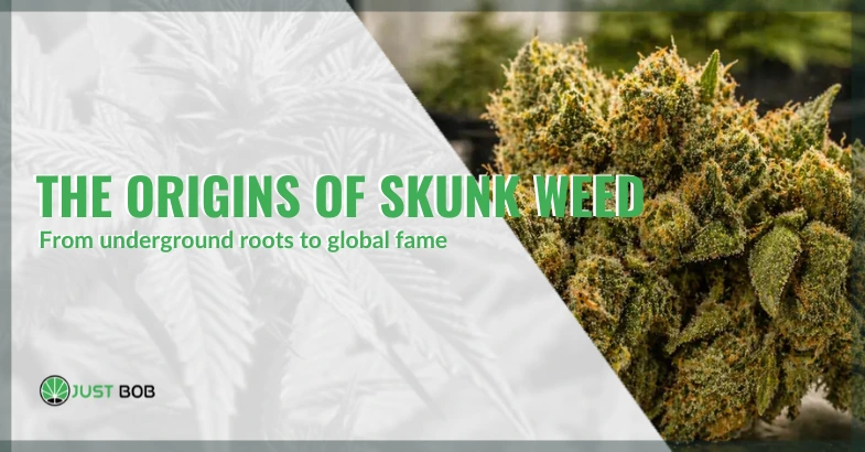 From underground roots to global fame: the origins of skunk weed | Justbob