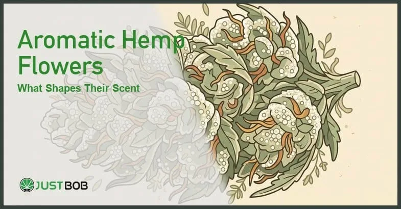 Justbob featured banner for Aromatic Hemp Flowers: What Shapes Their Scent, with green title overlay and hemp editorial background