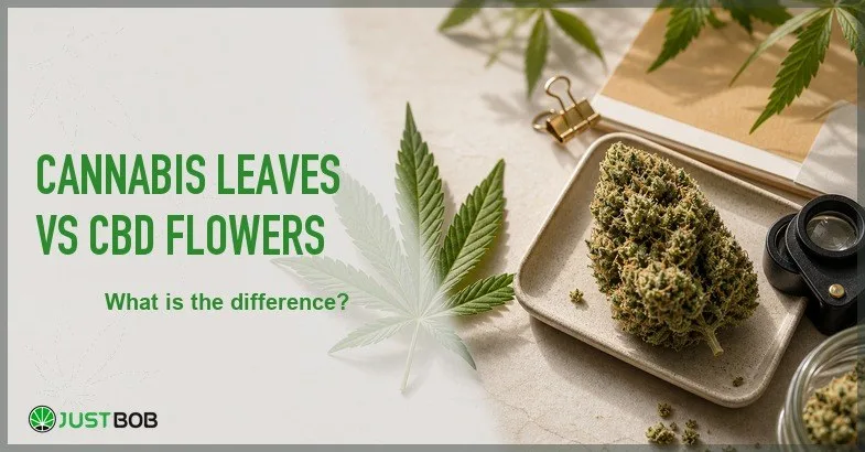 cannabis-leaves-vs-cbd-flowers Justbob featured banner for Cannabis Leaves vs CBD Flowers: What Is The Difference?, with green title overlay and hemp editorial background