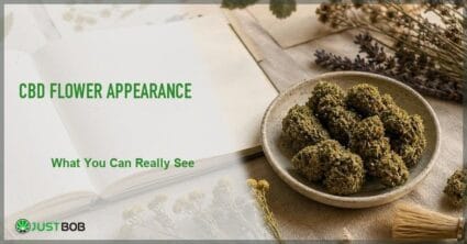 Justbob featured banner for CBD Flower Appearance: What You Can Really See, with green title overlay and hemp editorial background