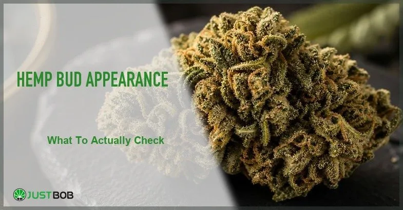 hemp-bud-appearance Justbob featured banner for Hemp Bud Appearance: macro close-up of hemp bud with visible trichome frost and amber pistils on dark slate