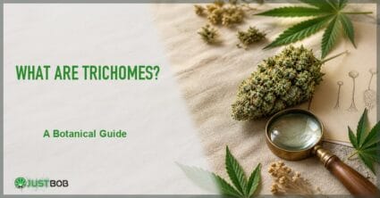 Justbob featured banner for What Are Trichomes? with green title overlay, frosted hemp bud, brass loupe and trichome sketch card on linen