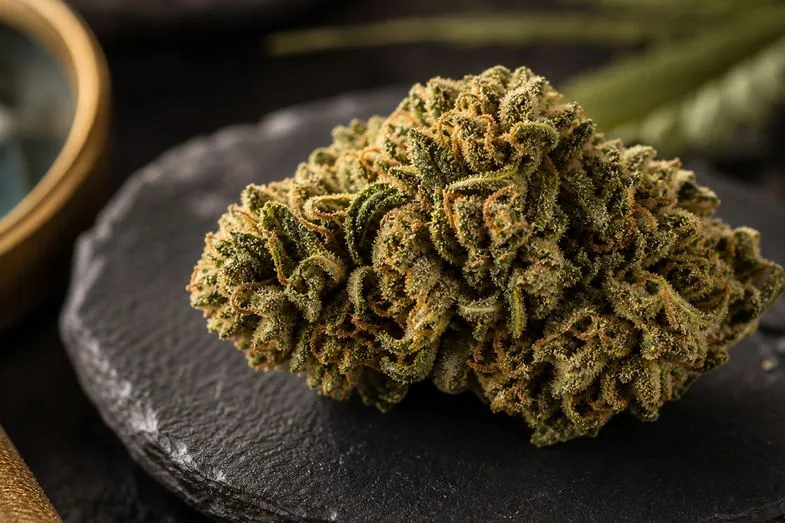 Close macro view of a CBD flower bud on a dark stone plate showing texture and structure