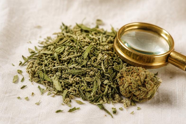 Loose hemp trim offcuts beside a small hemp flower bud and a brass loupe on cream linen