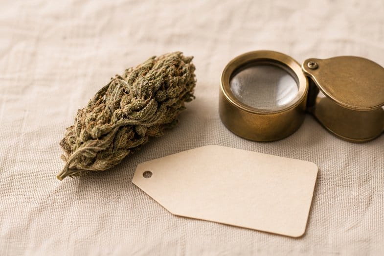 A single hemp flower bud beside a blank paper tag and a brass loupe on cream linen
