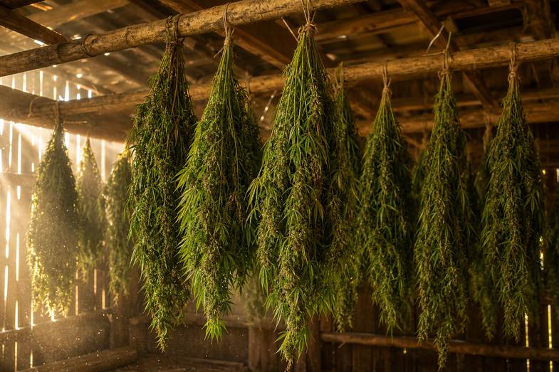 Bunches of green hemp plants hanging upside down to dry from wooden beams in a rustic barn with light shafts