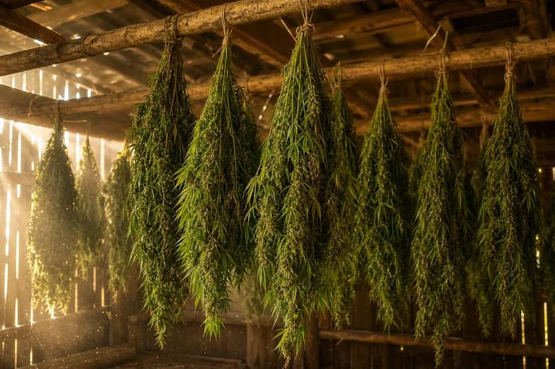Bunches of green hemp plants hanging upside down to dry from wooden beams in a rustic barn with light shafts