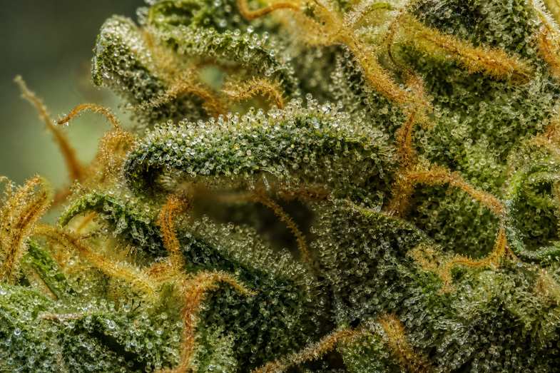 hemp-plant-compounds-glossary-detail Extreme macro of a CBD hemp flower showing frosty trichome glands in green and amber tones