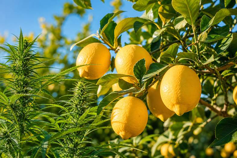 A lemon tree branch heavy with ripe yellow lemons beside fresh green hemp leaves under a blue sky
