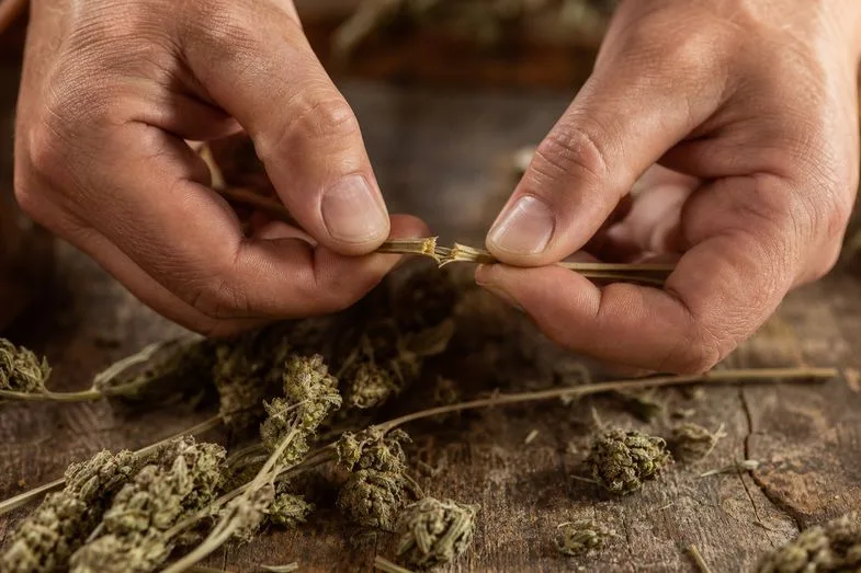 cbd-flower-dryness-notes-documents Hands gently snapping a dried hemp stem to test its dryness over dried hemp flowers on rustic wood