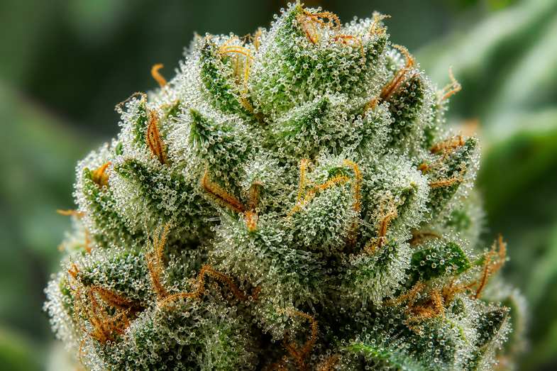 Extreme macro of the frosty trichome-covered surface of a CBD hemp flower bud with orange pistils