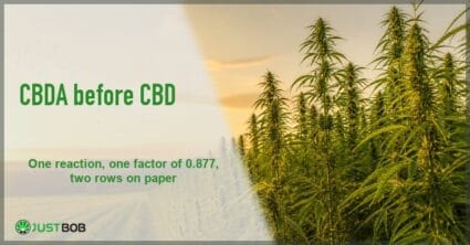 Justbob CBDA and CBD banner with green title beside a hemp field backlit by low golden hour sunlight