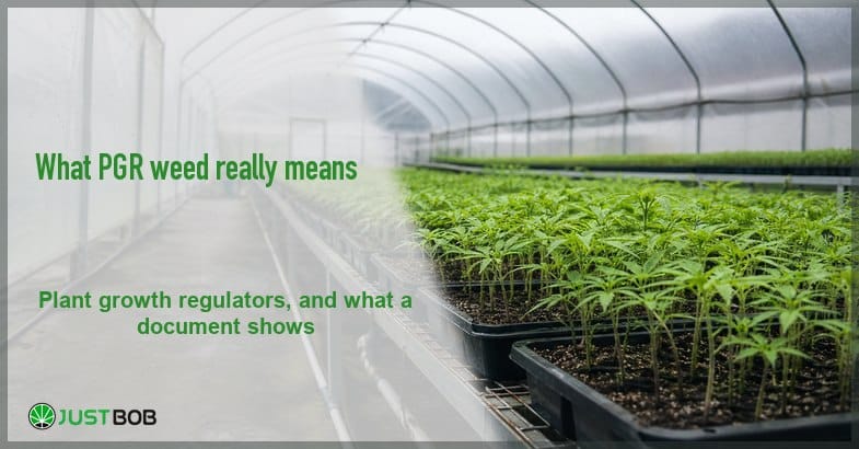 pgr-weed Justbob PGR weed banner with green title over long rows of young hemp seedlings in a polytunnel greenhouse