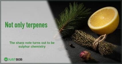 Justbob aroma banner with green title beside a half lemon, a pine sprig and tied dried herbs on dark slate