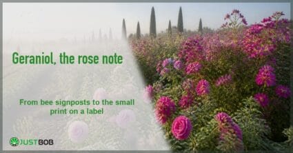 Justbob geraniol banner with green title beside misty rows of pink roses and pelargonium before cypress trees