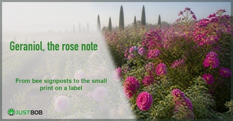 what-is-geraniol Justbob geraniol banner with green title beside misty rows of pink roses and pelargonium before cypress trees