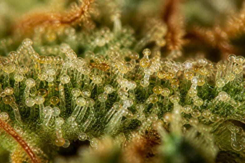 dry-sift-hash-trichome-macro Extreme macro of dried hemp flower showing dense stalked trichomes with translucent amber and milky heads